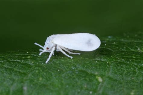 la moscarossa|la mosca bianca abruzzo.